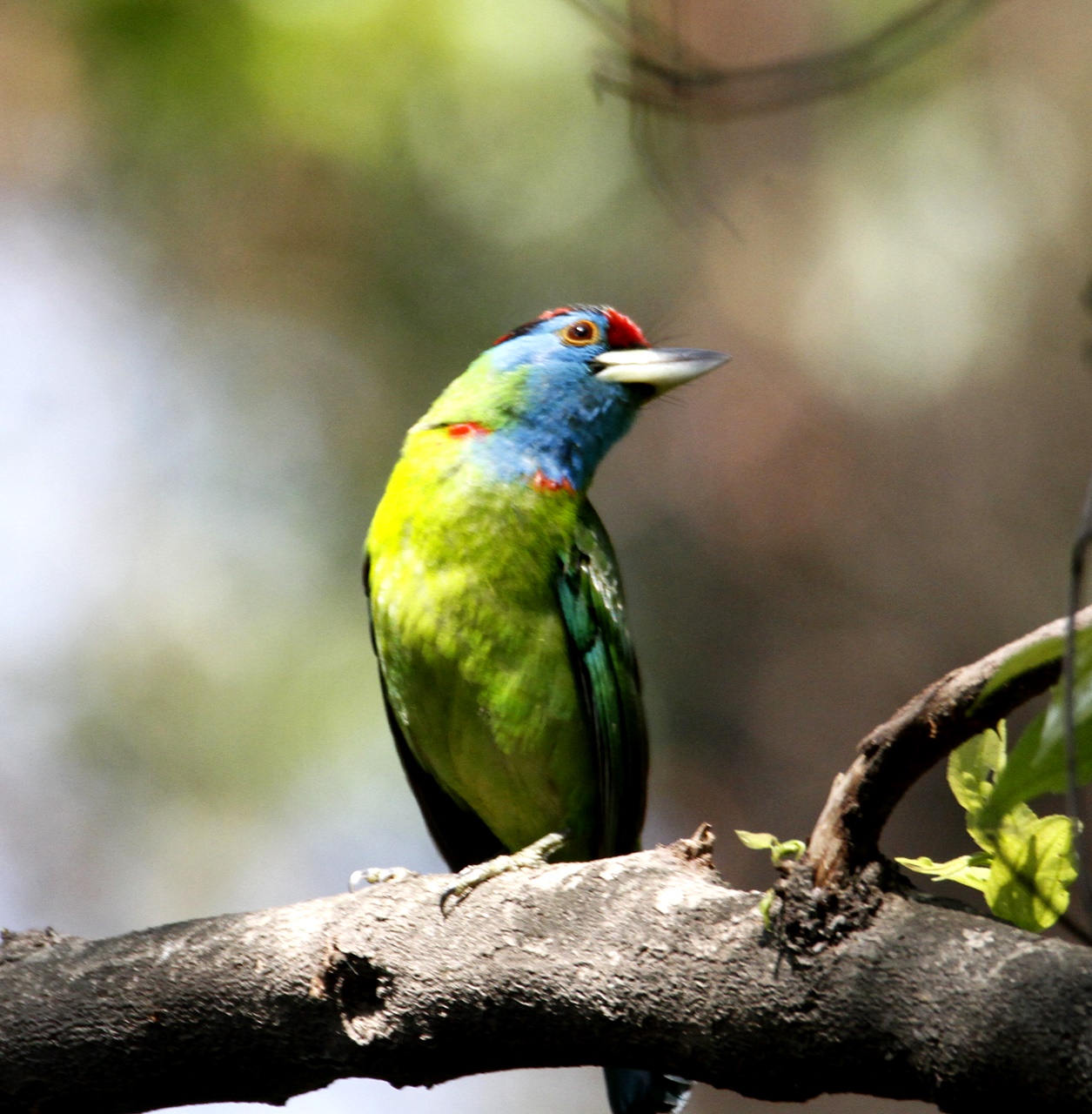 Blue-throated Barbet