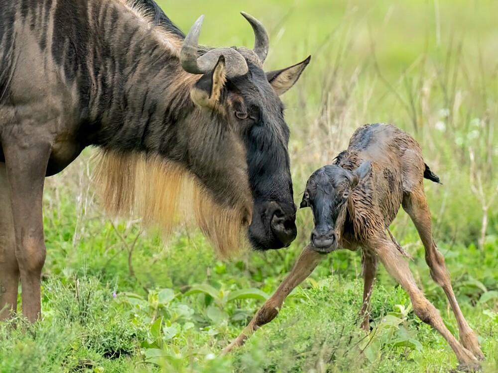 Witness the calving Season of Great Migration