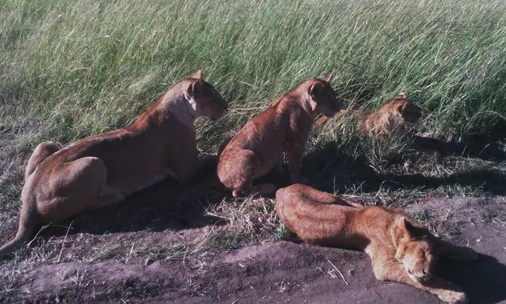Masai Mara