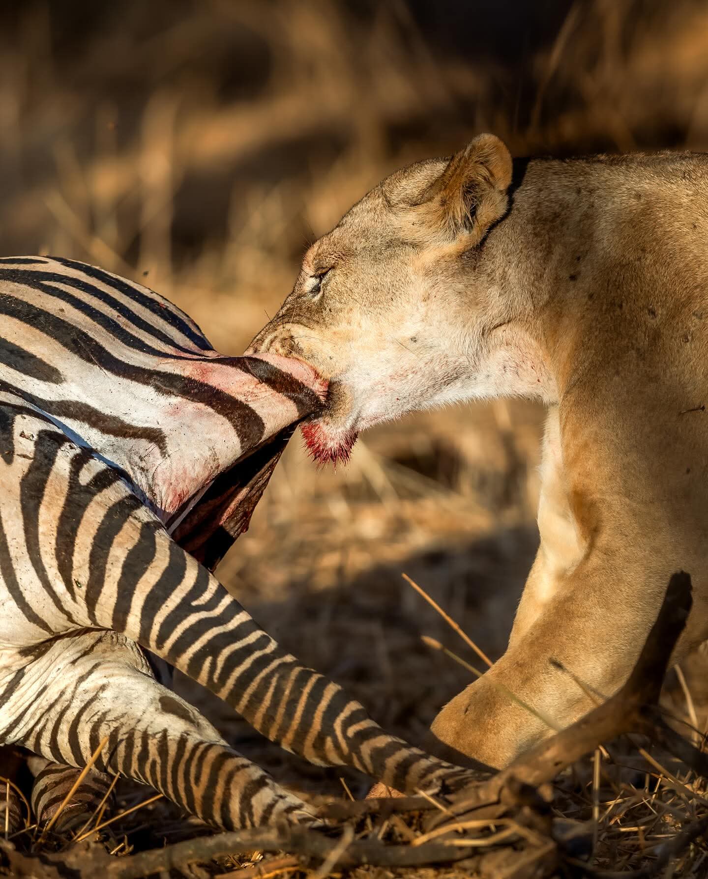 Serengeti Tour