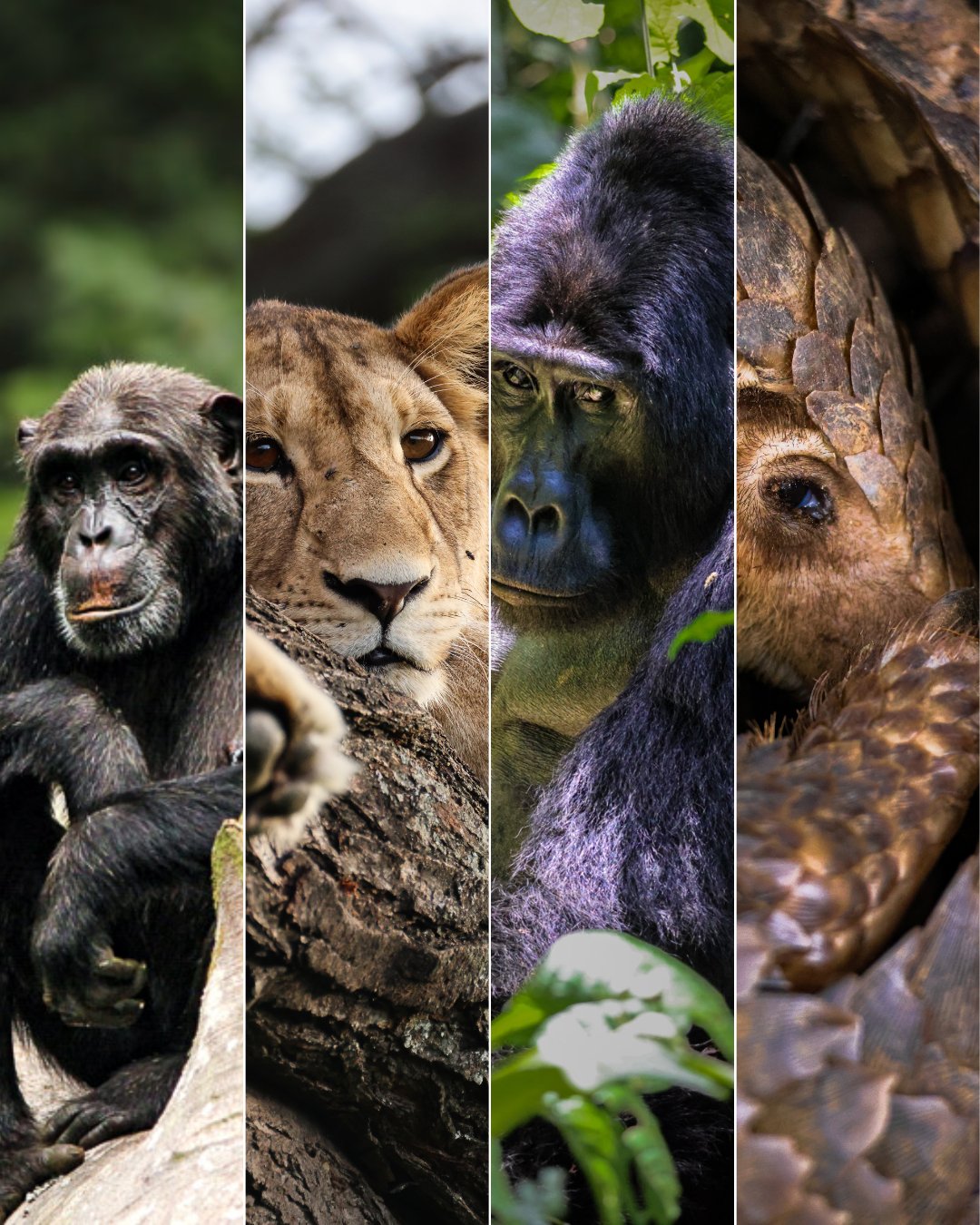 Plan your Safari