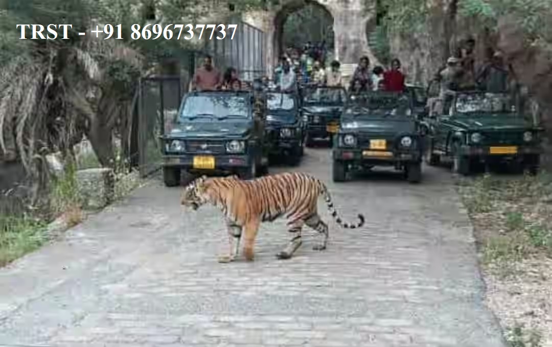 Ranthambore National Park Gypsy Safari