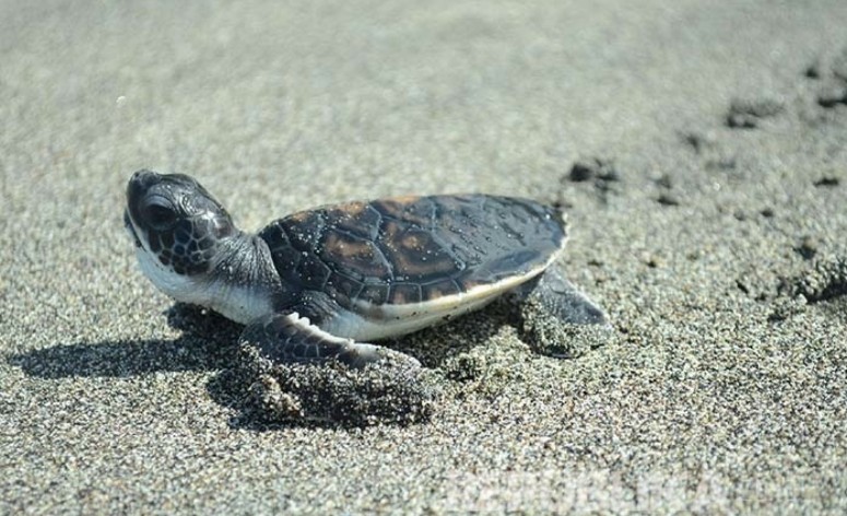 Turtle conservation