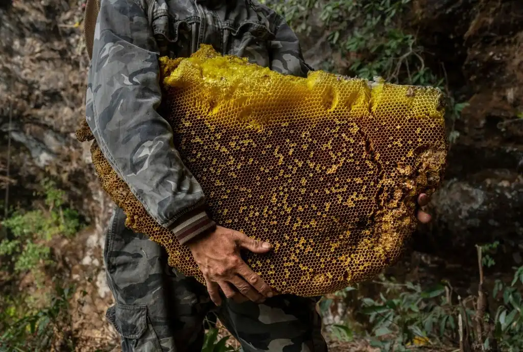 Honey Hunting Adventure