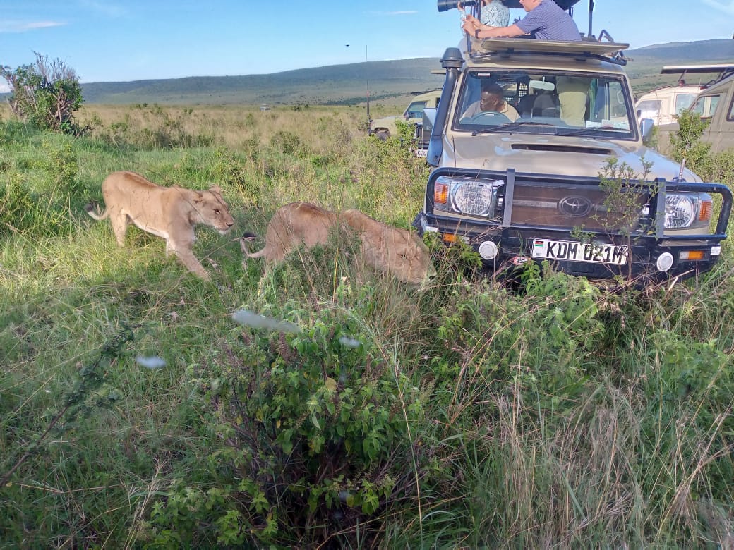 Masai Mara Safari