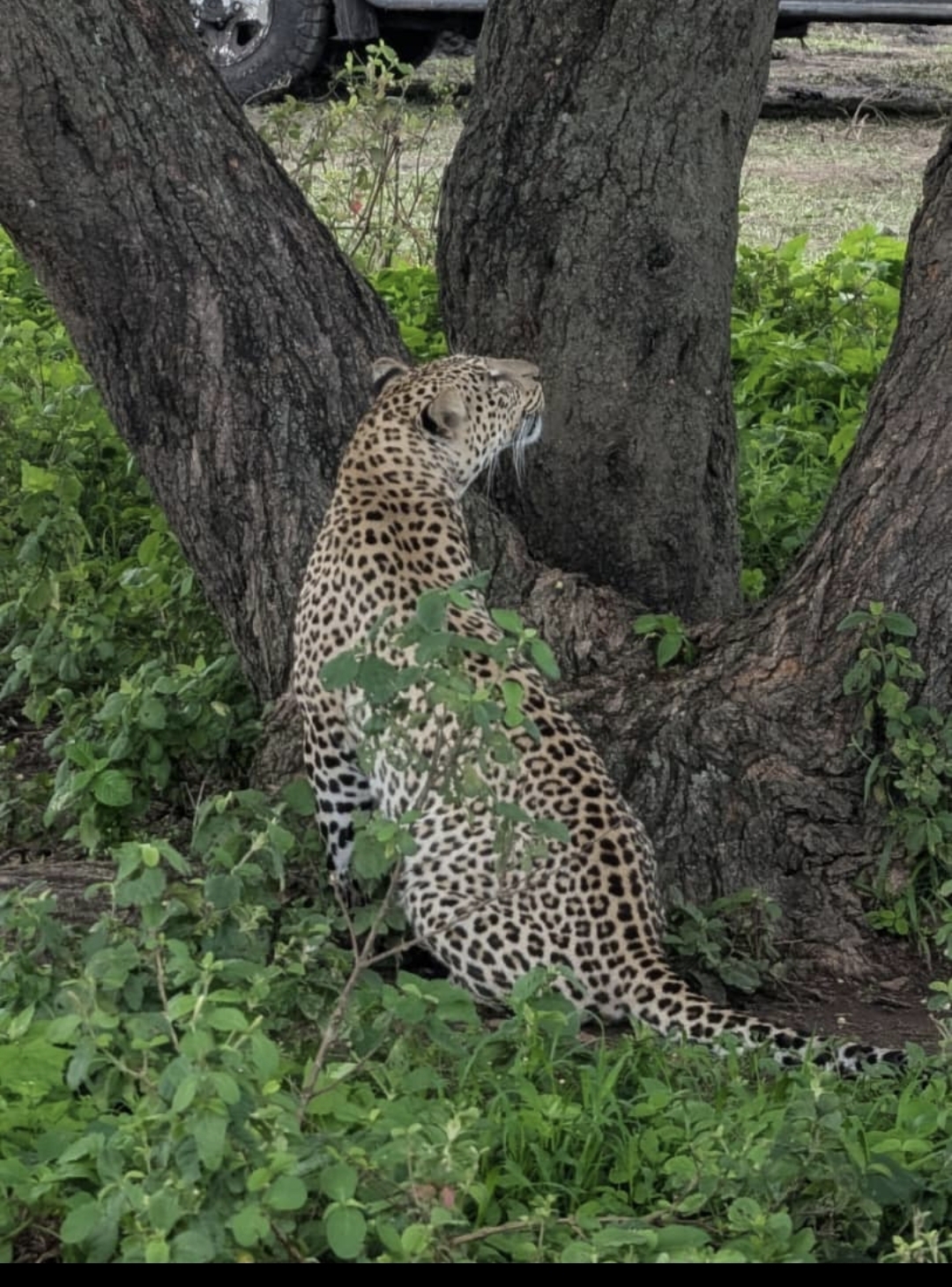 SELOUS NATIONAL PARK
