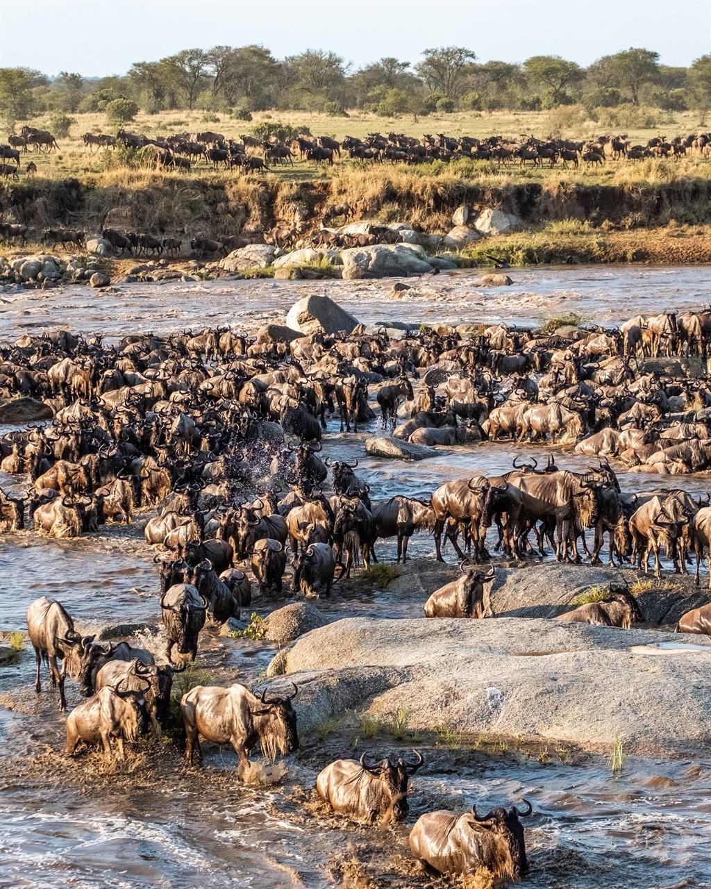 Great Wildebeest Migration