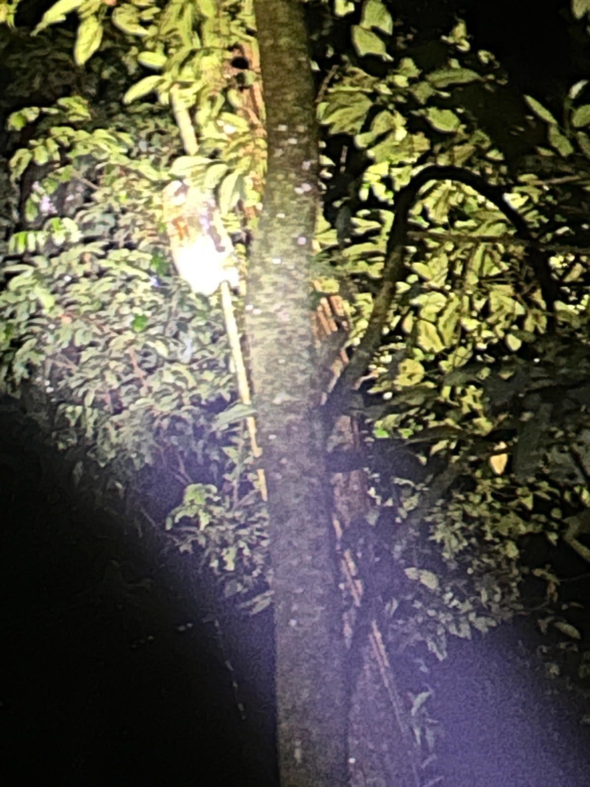 spotlight