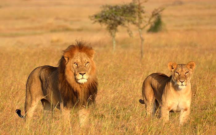 Tanzania Safari