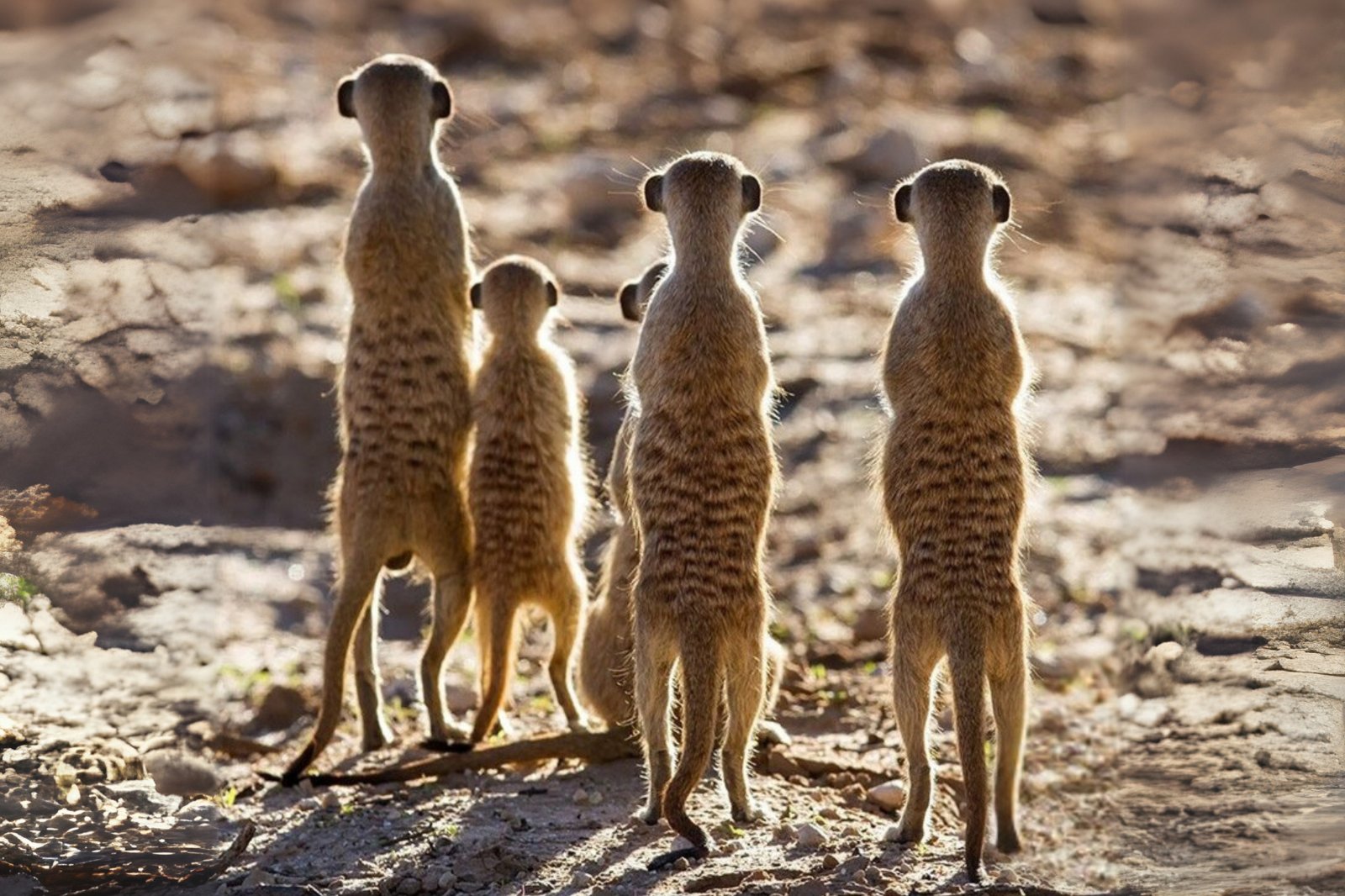 Southern African Odyssey