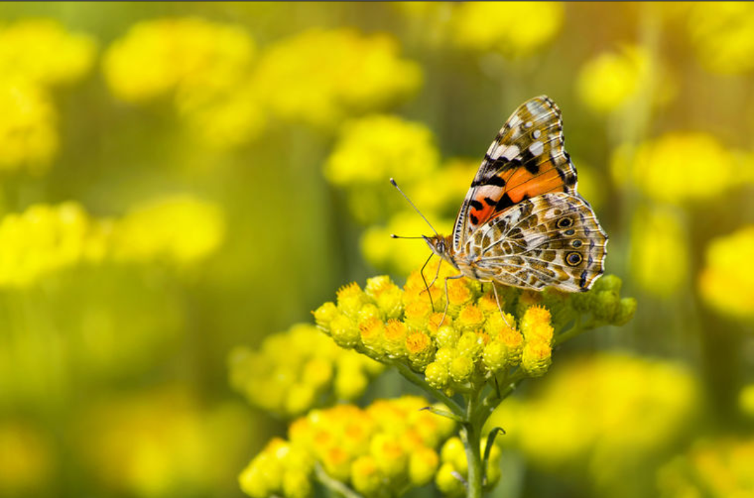 Immortelle Flowers