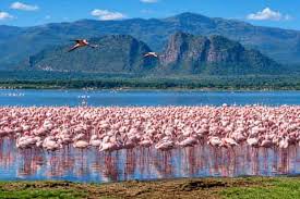 Visit Lake Natron