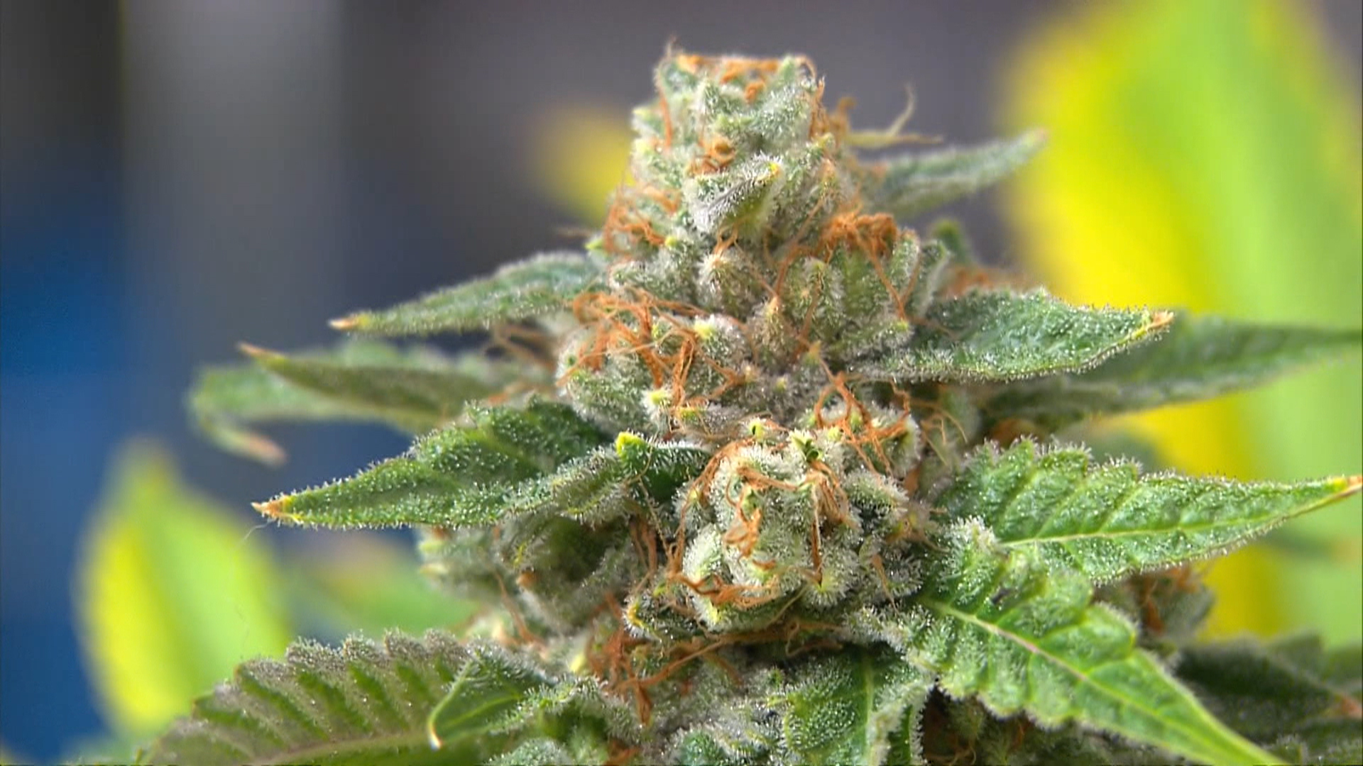 LI Cannabis Tours