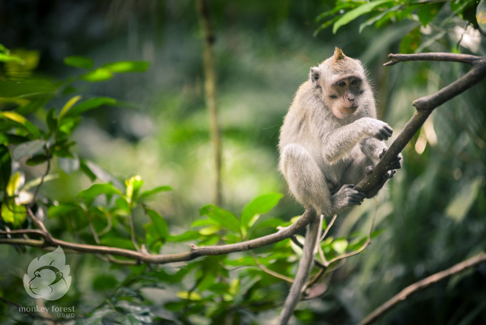 Monkey Forest