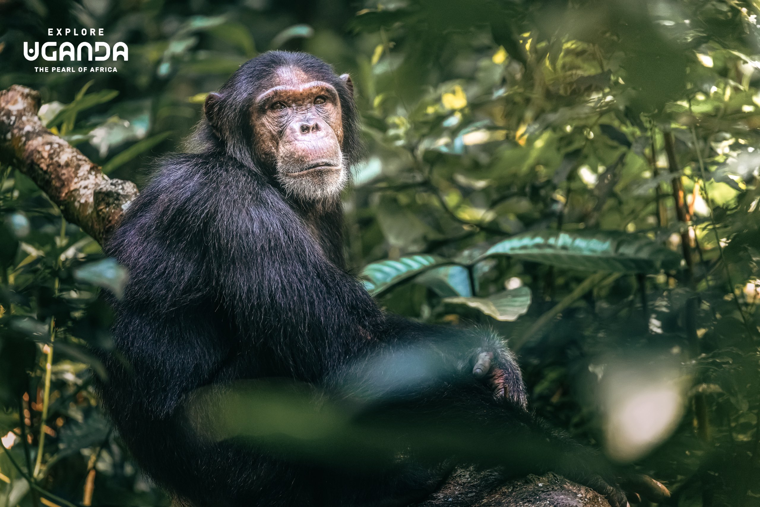 Chimp Tracking in Kibaale National Park