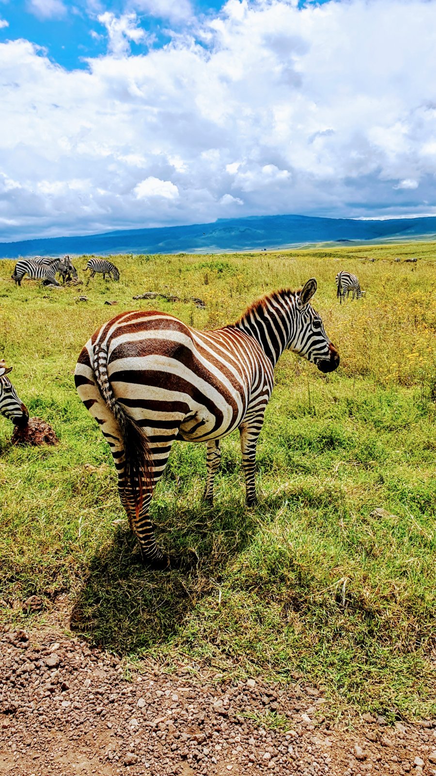 Safari