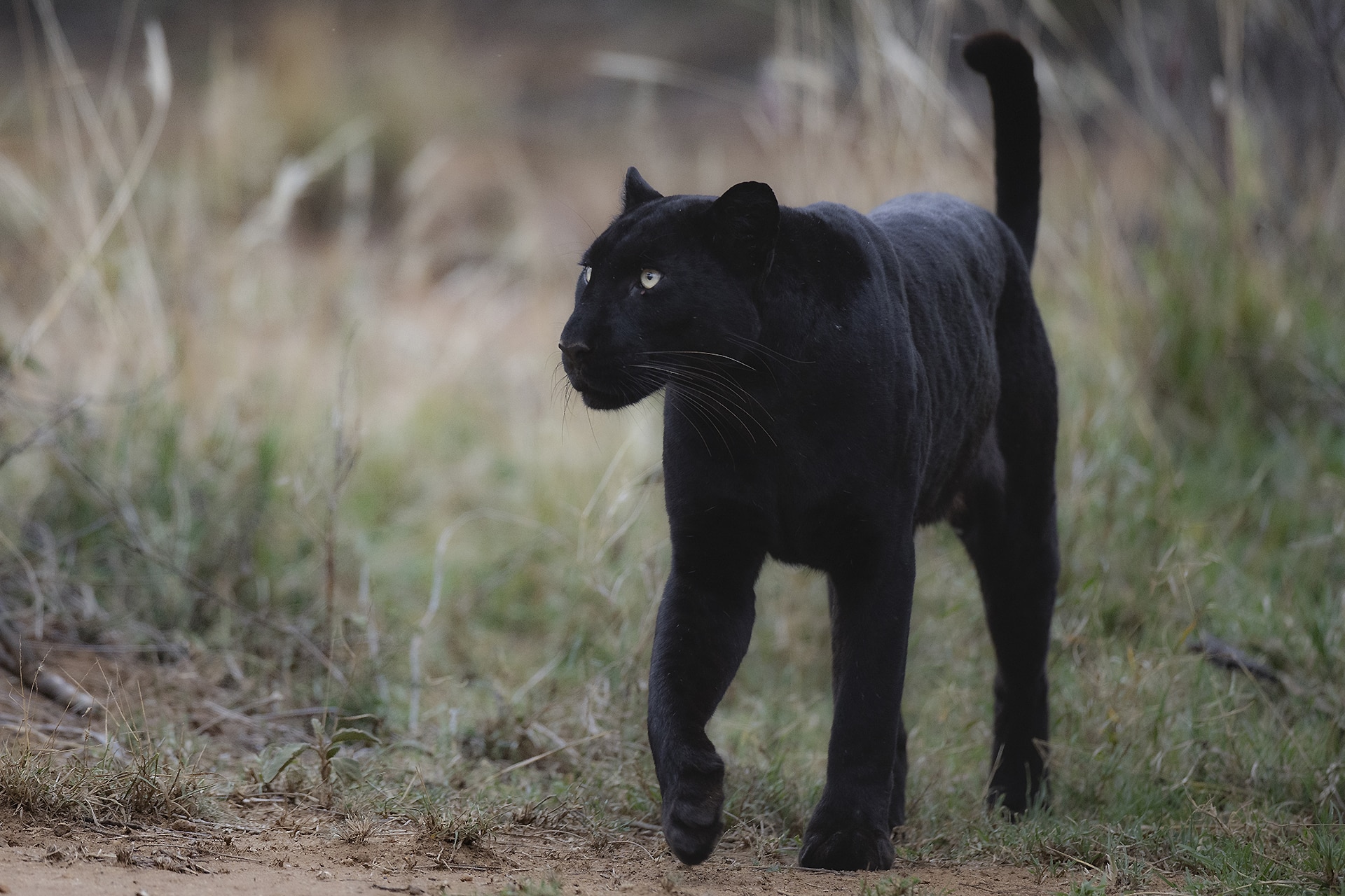 4-Day Laikipia Black Leopard Safari