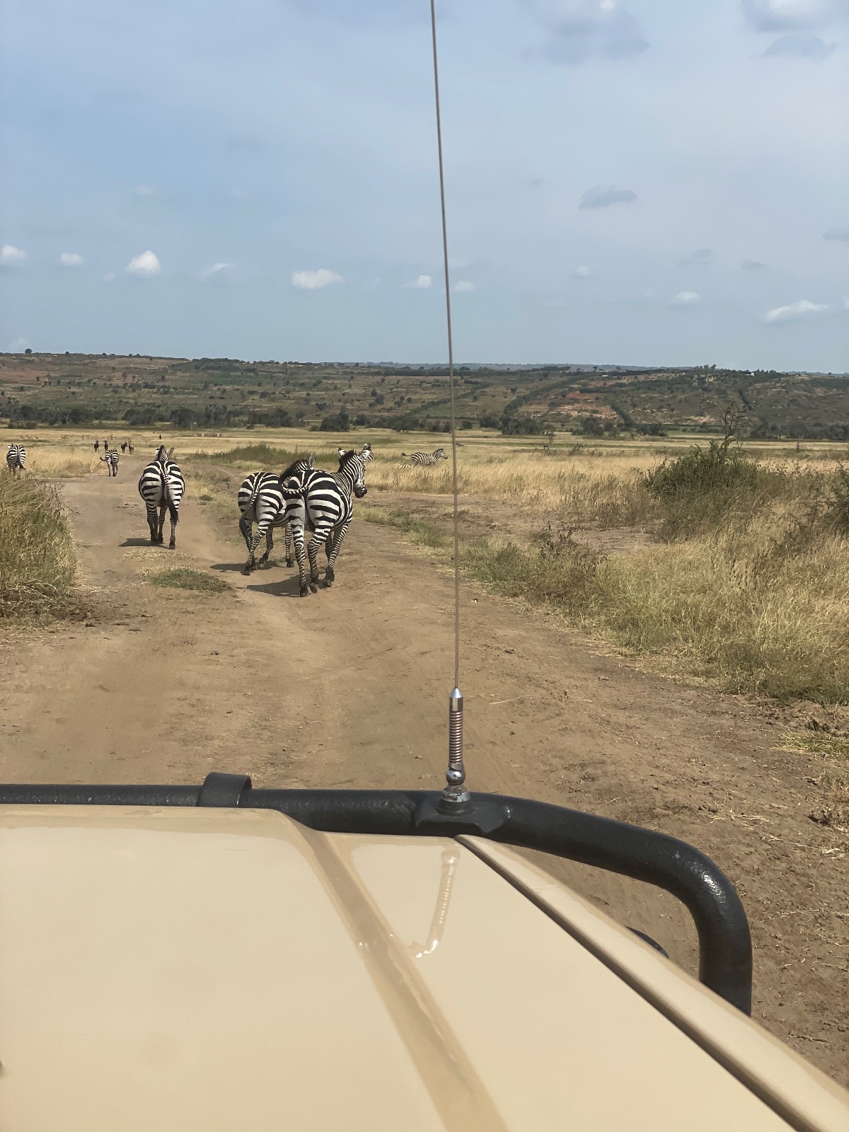 Akagera safari