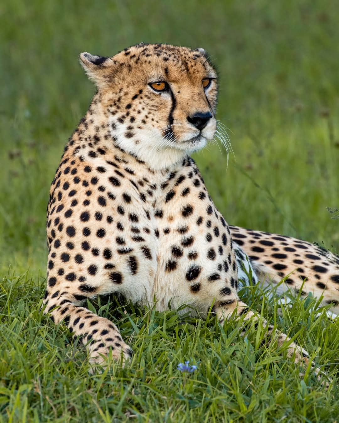 Wildlife Tours