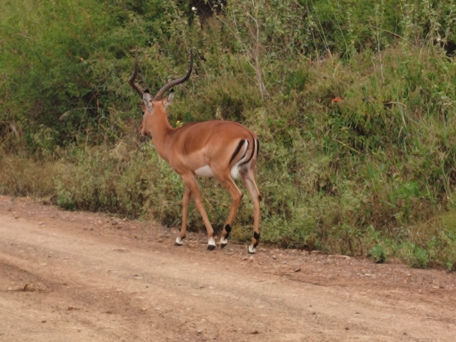 Antelope Nairobi National park