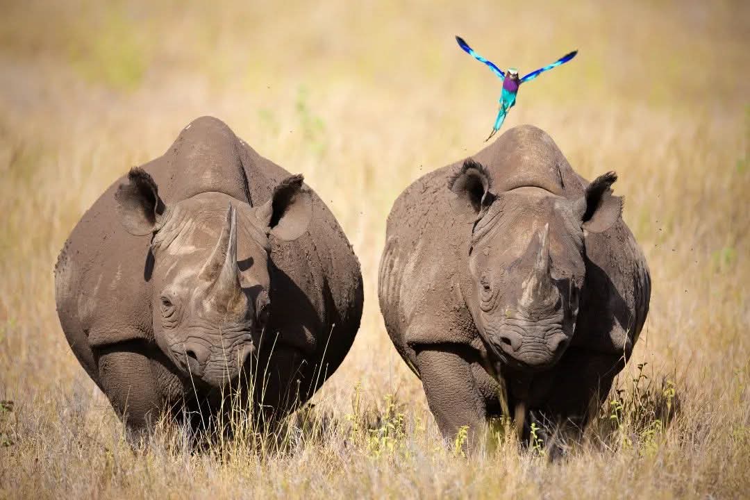Ngorongoro Safari