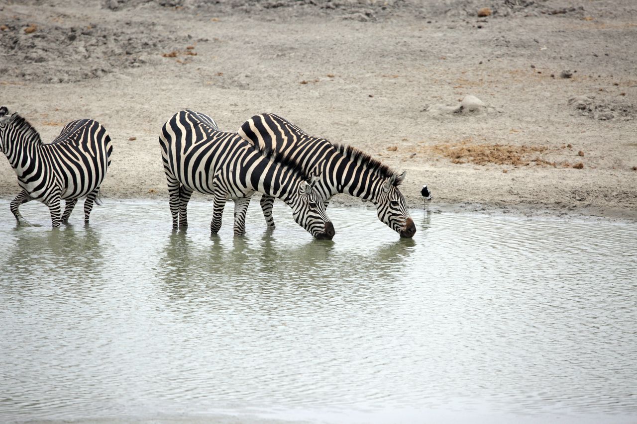 Wildlife Safari in Tanzania, Africa