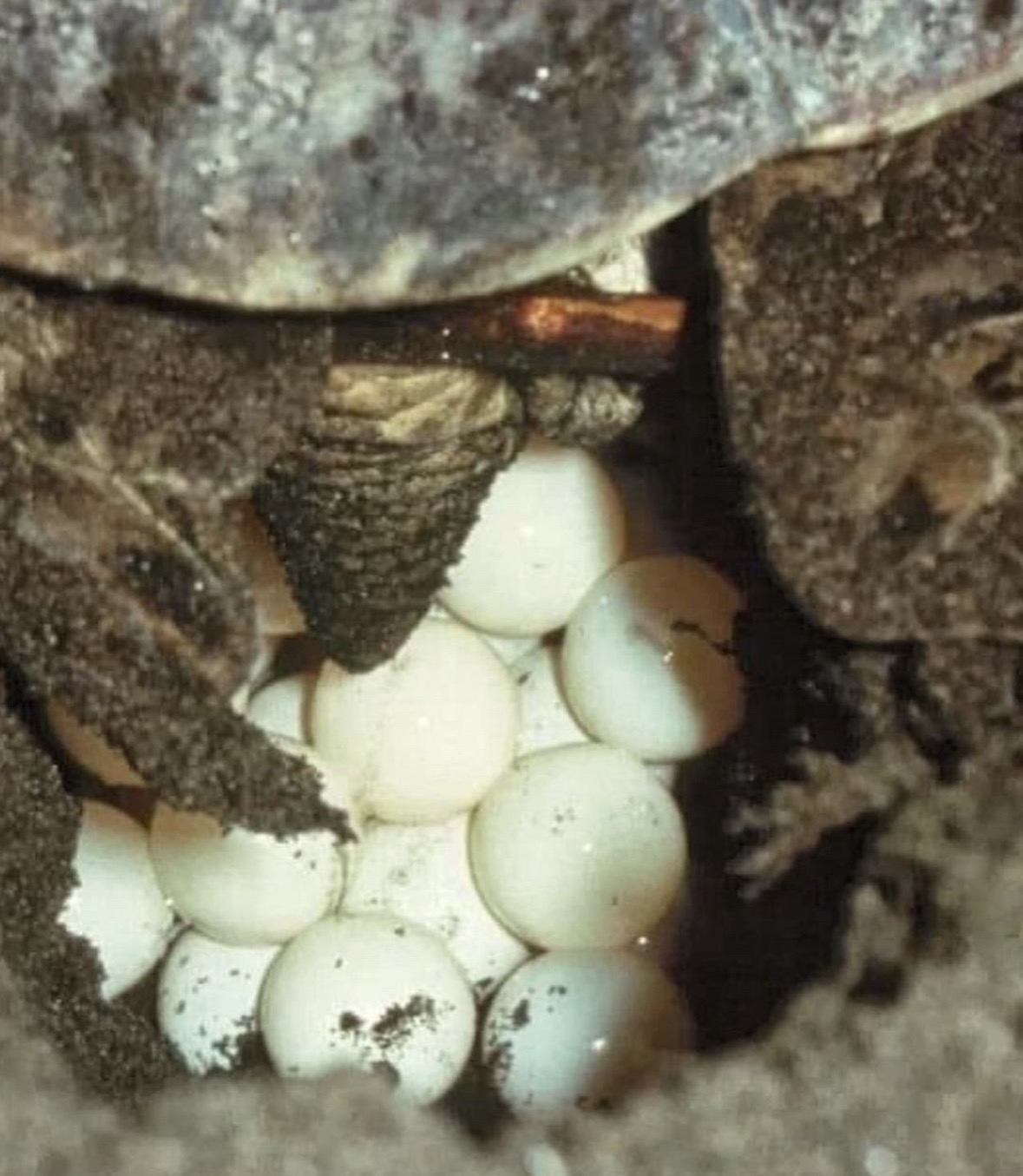 Turtle nesting