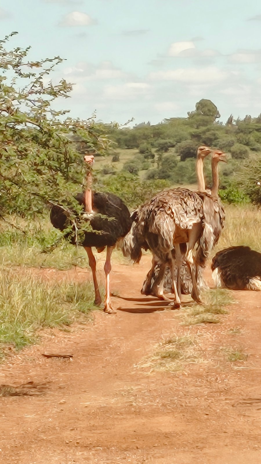 Ostrich