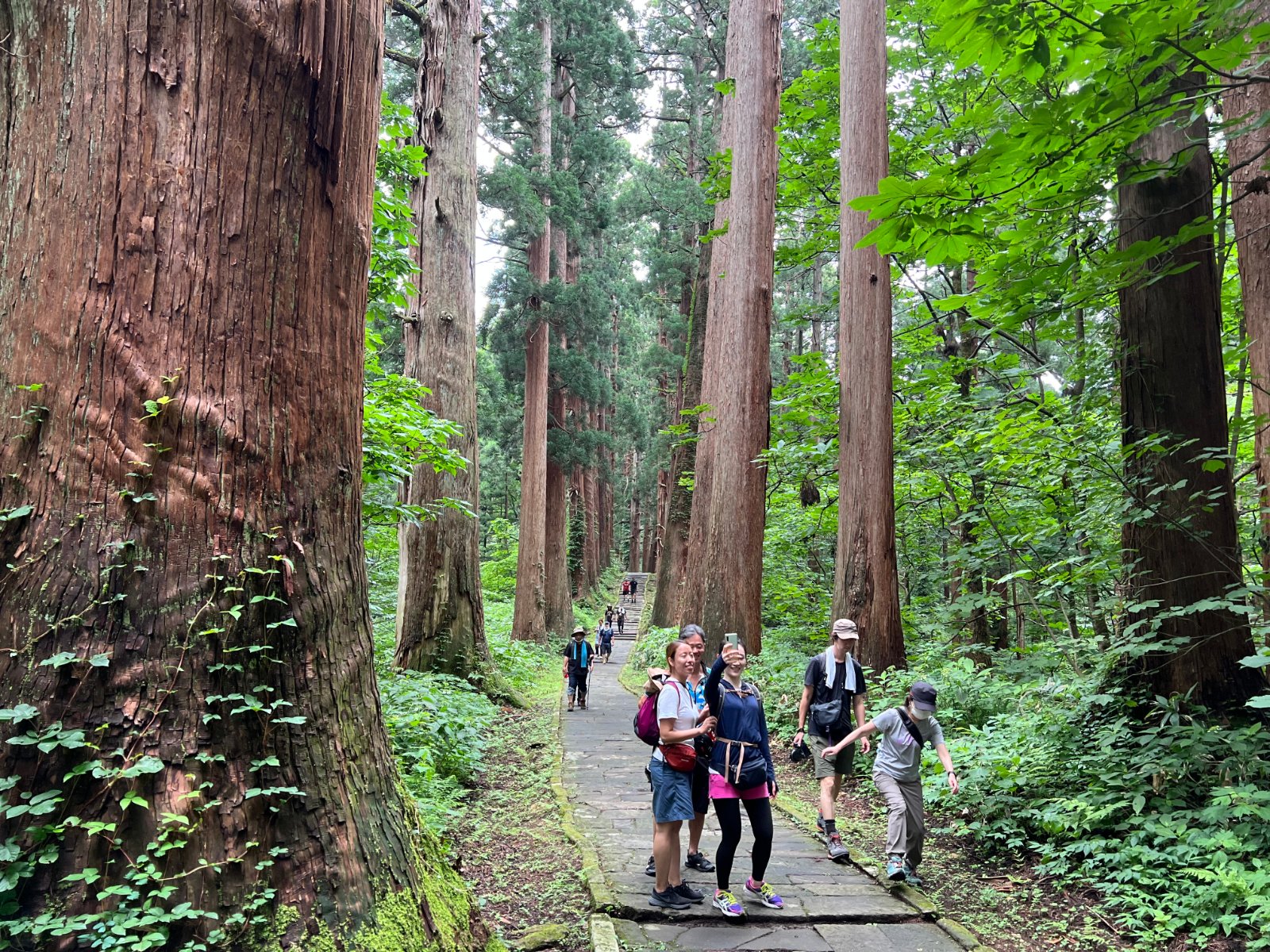 hiking in cedar trees