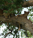 Uganda Tours