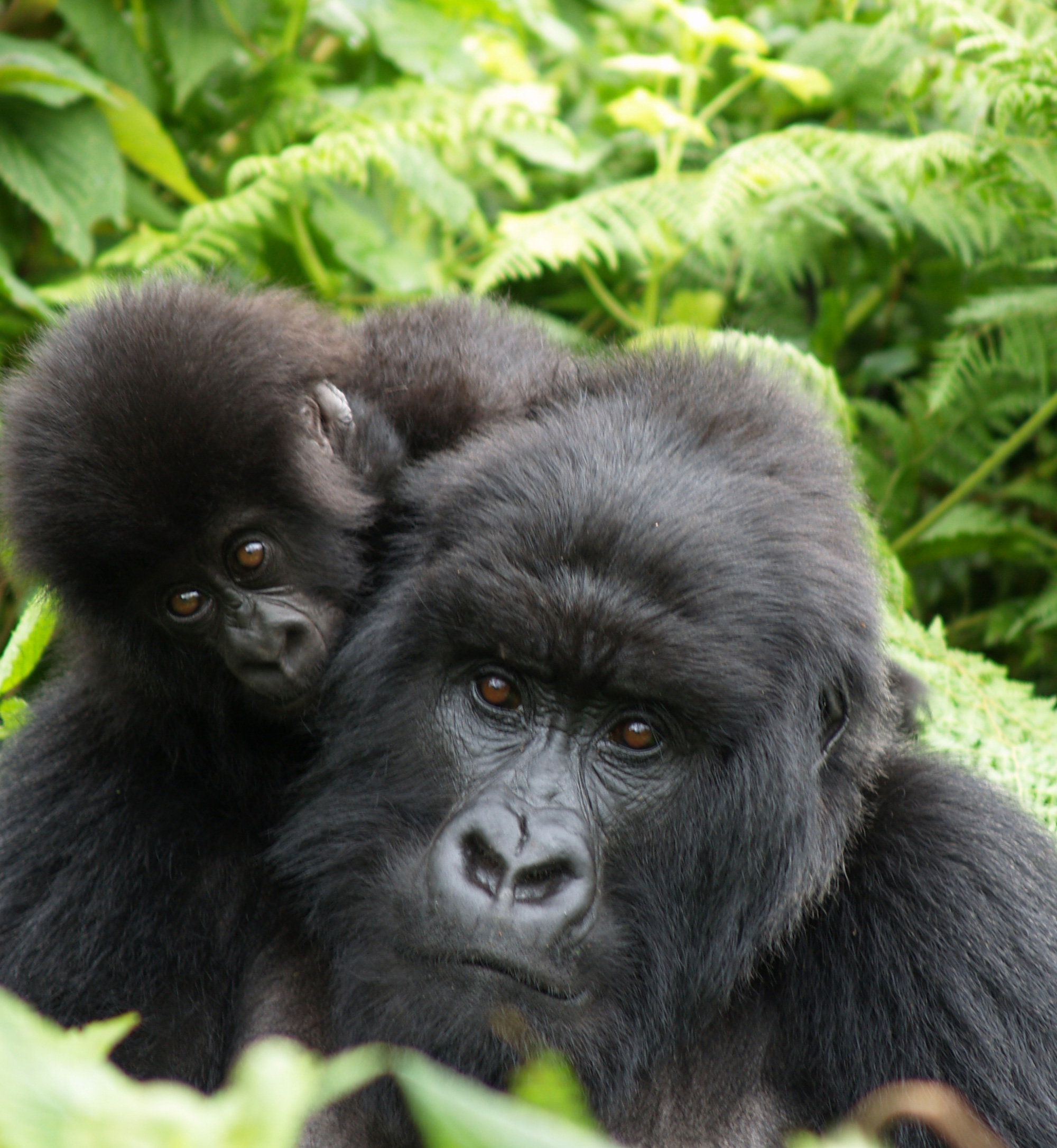 9 Day Uganda Family Trip