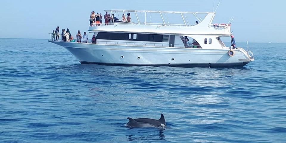 DOLPHIN HOUSE HURGHADA