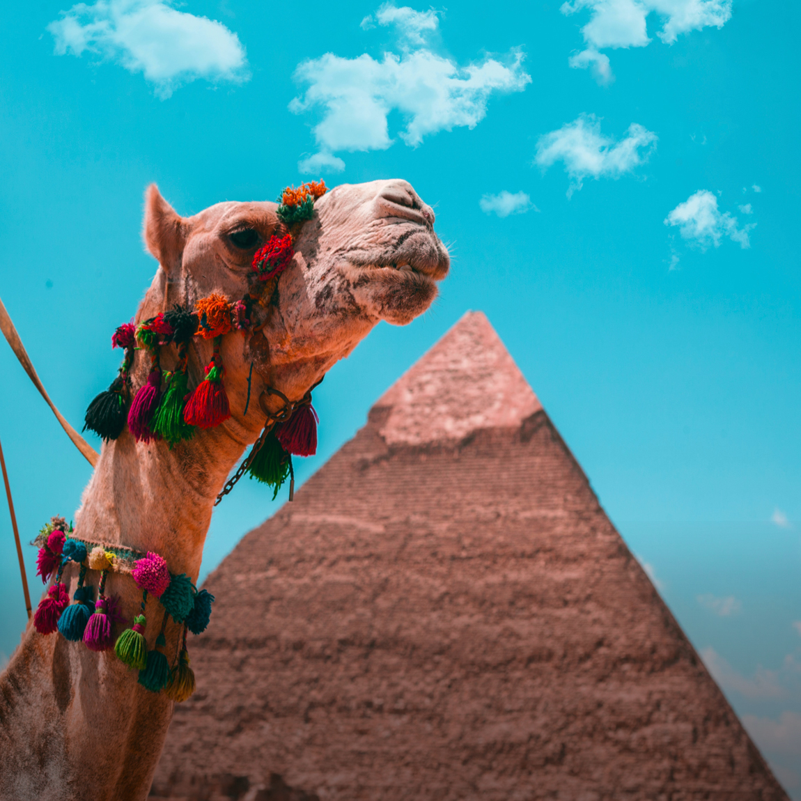 ▶ مصــر