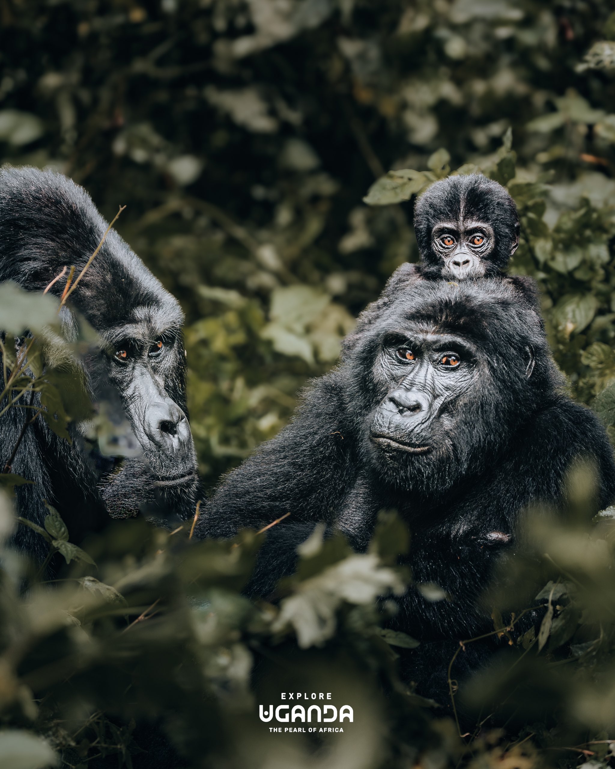 Gorilla Tracking in Bwindi Impenetrable National Park Uganda