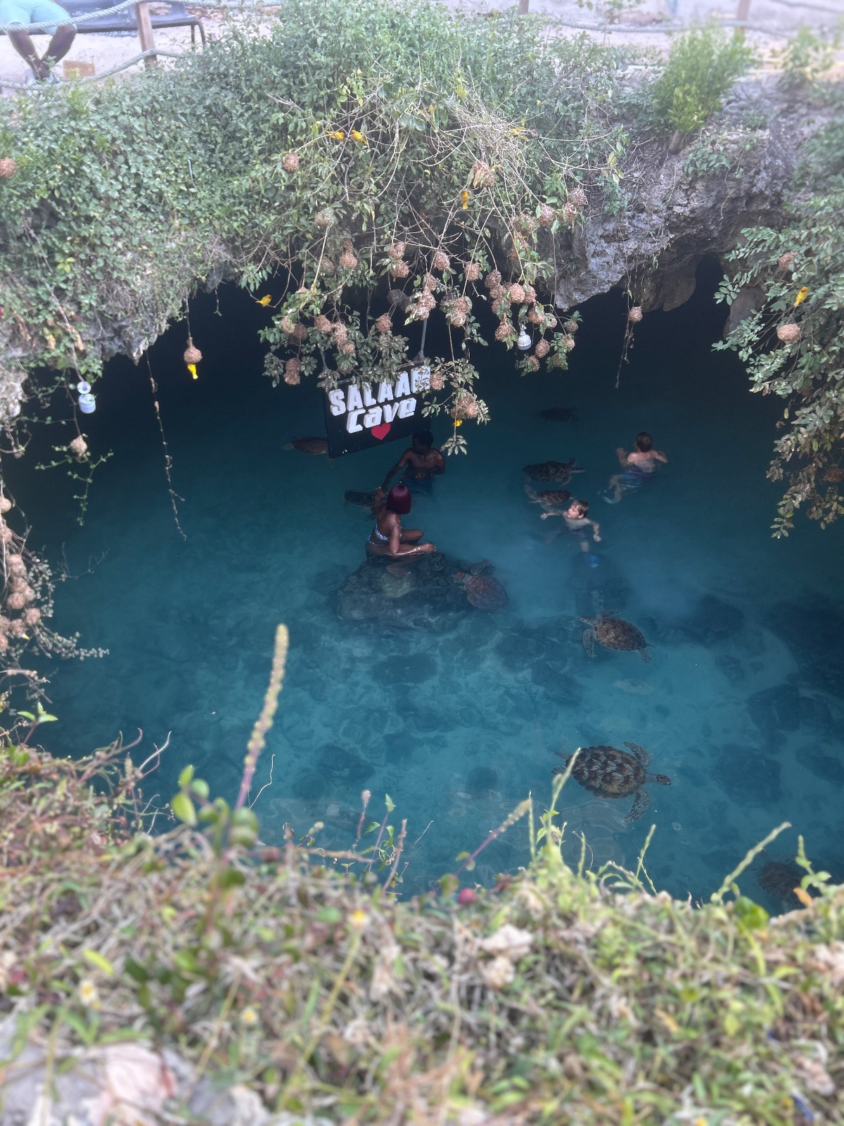 Swim with turtles