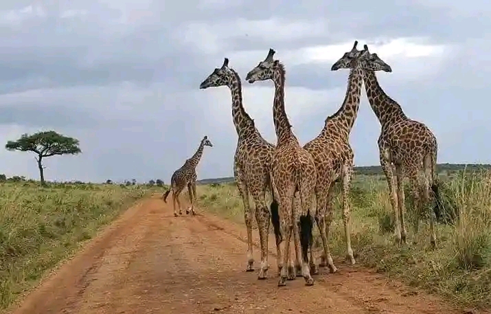 Amboseli