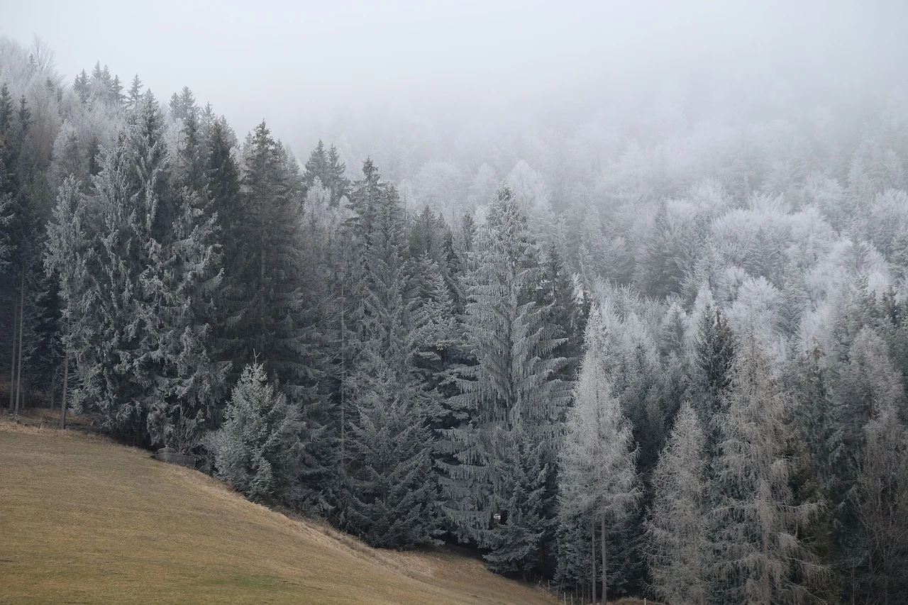 Forests in the Winter @ Dieci