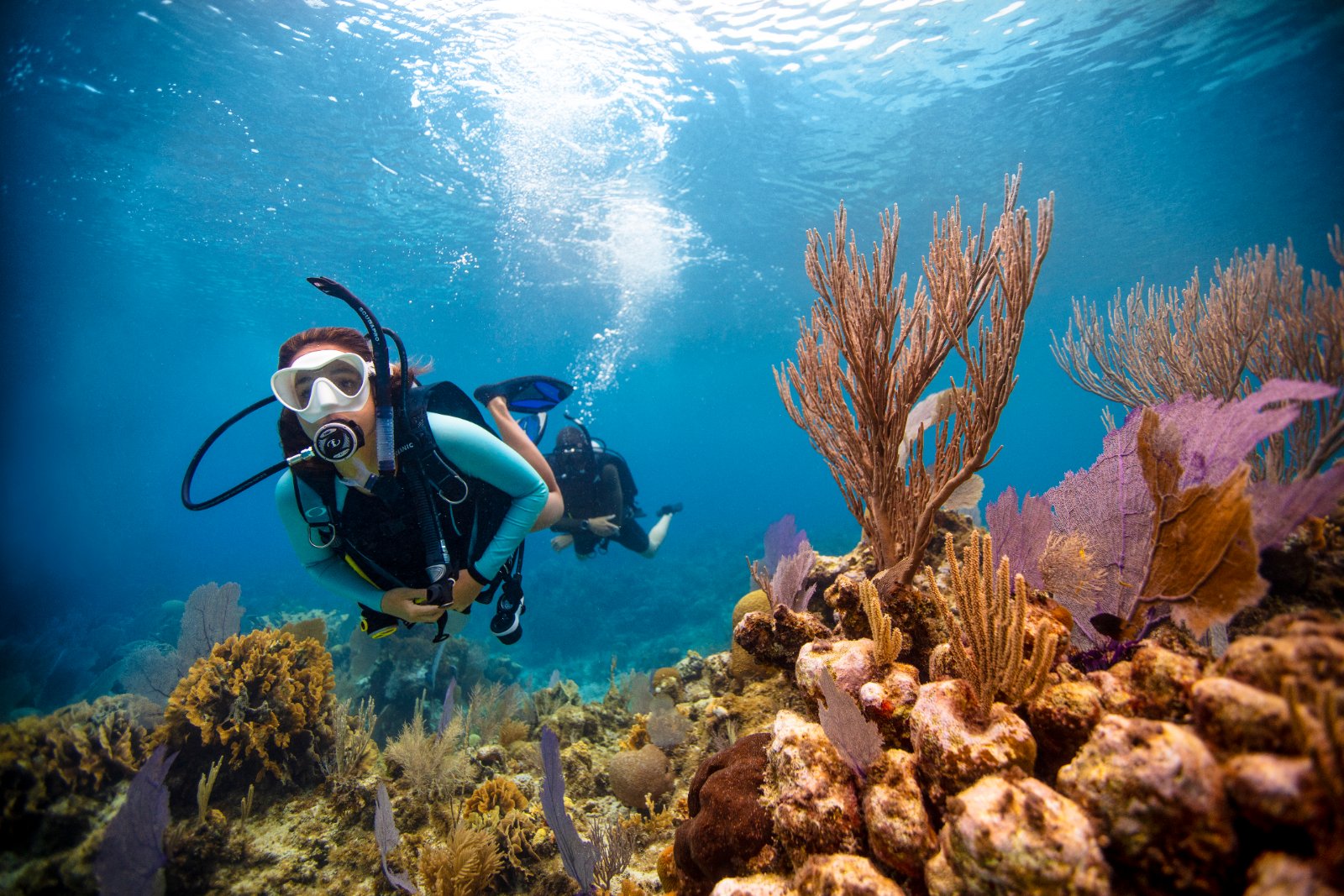 Reef Dives