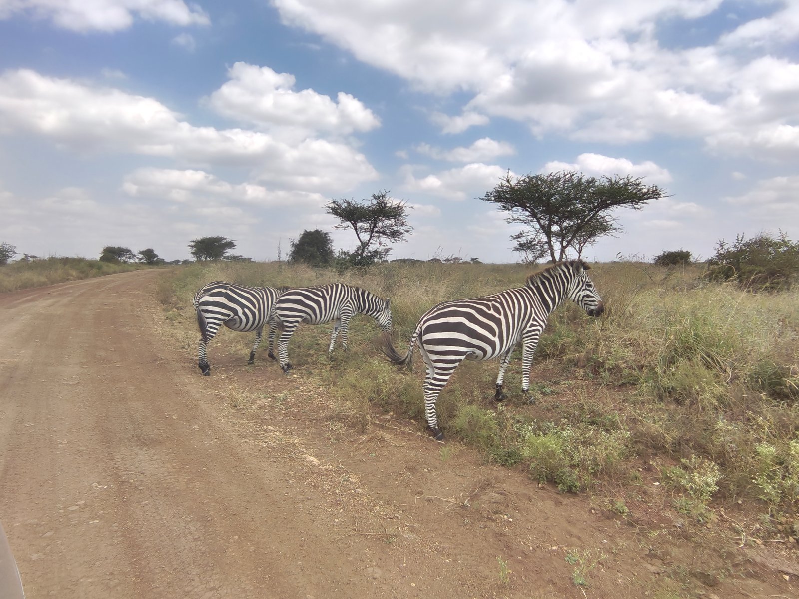 Zebras Nairobi National park