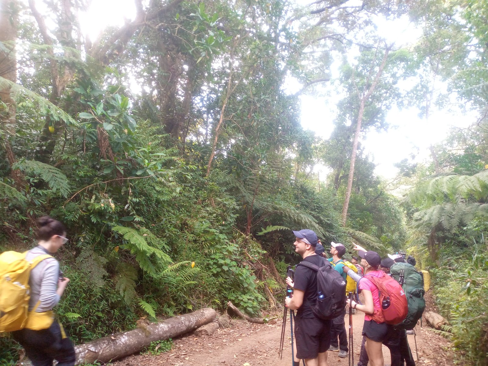 Mount Kilimanjaro Day Hike to Mandara Hut | 1 Day Trek from Moshi