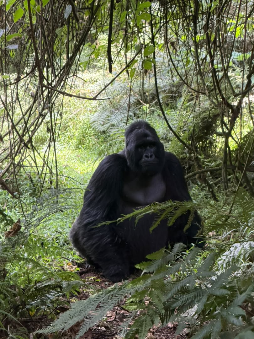 Gorilla experience