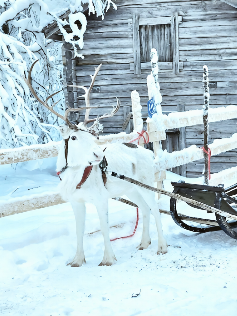 Reindeer Sleigh Ride