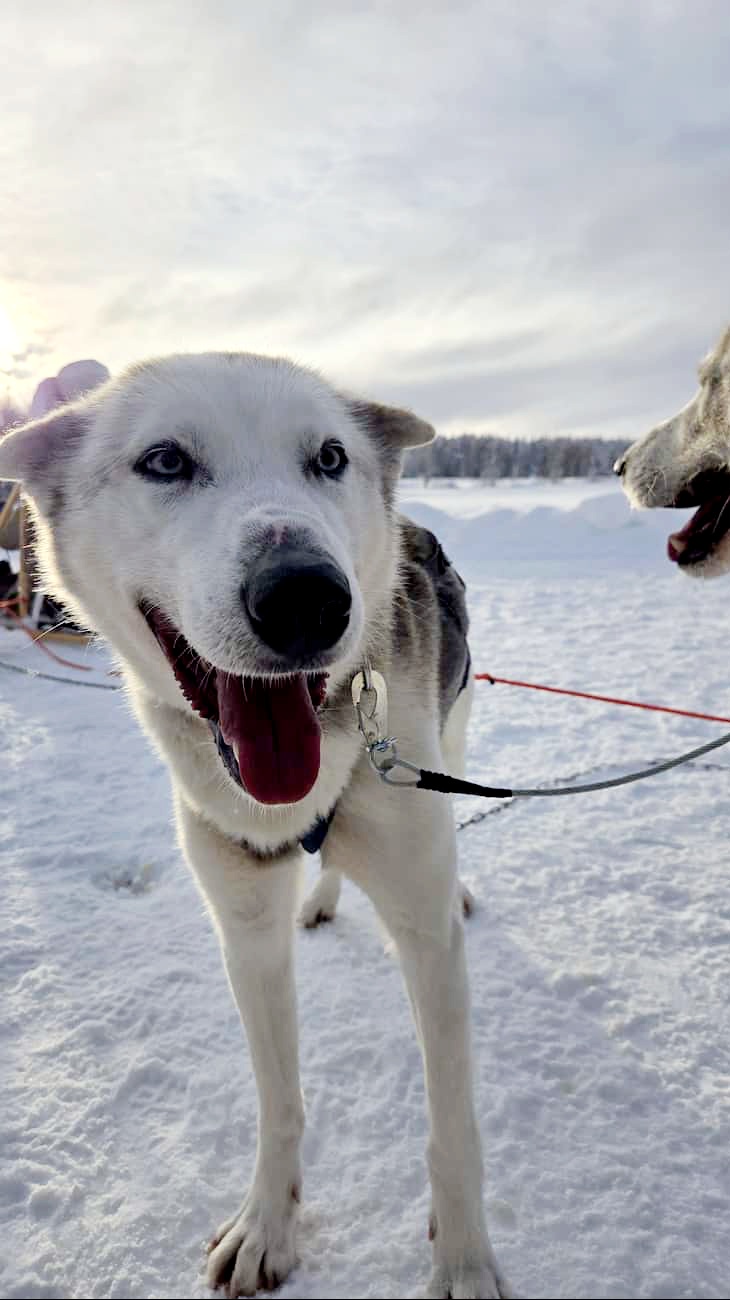 Husky Sledding Ride 5 km