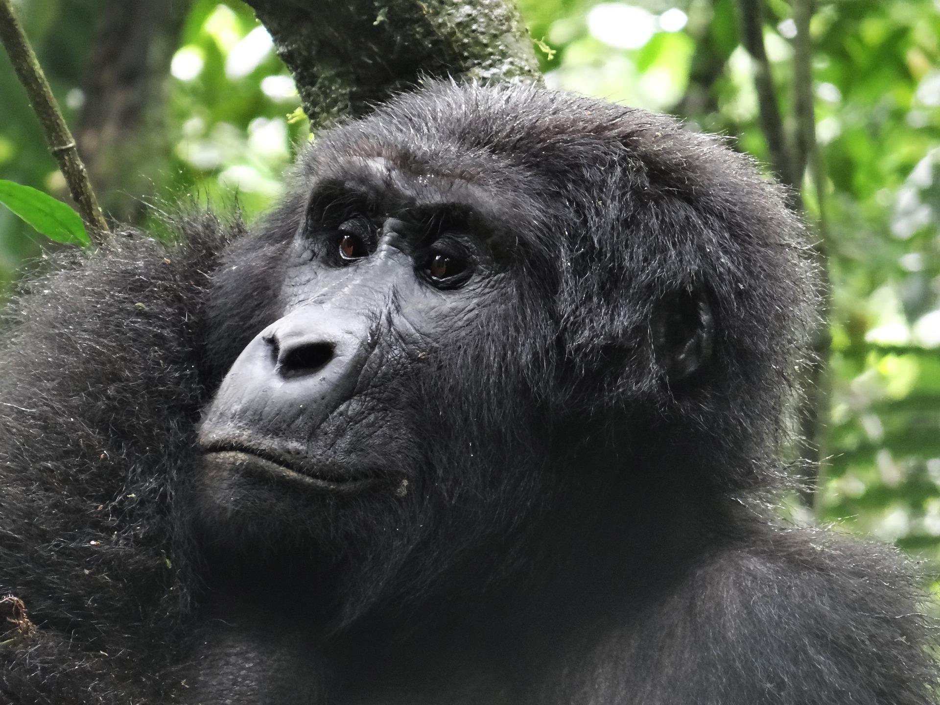 Gorilla Trekking