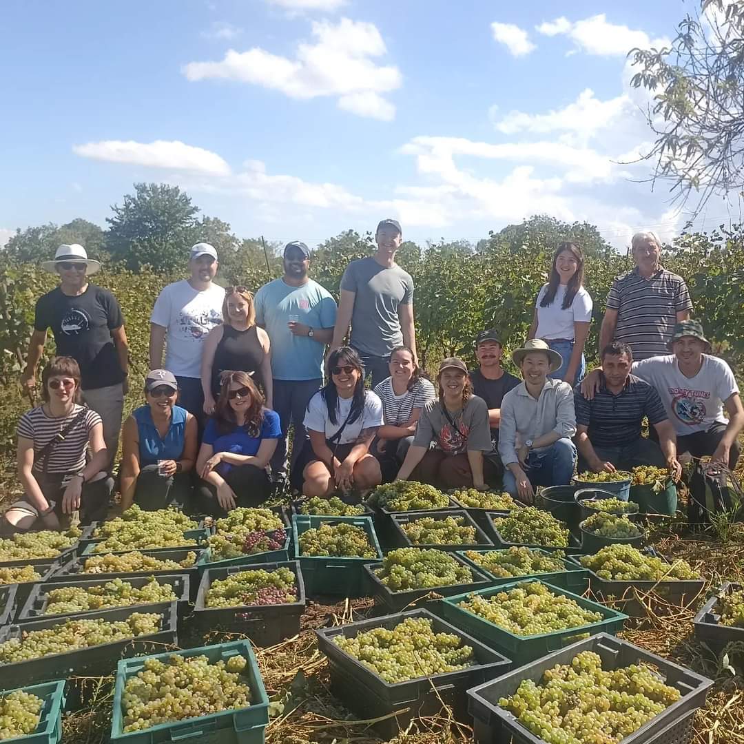 Rtveli (grape harvest) 2026 at Rostomaant Marani