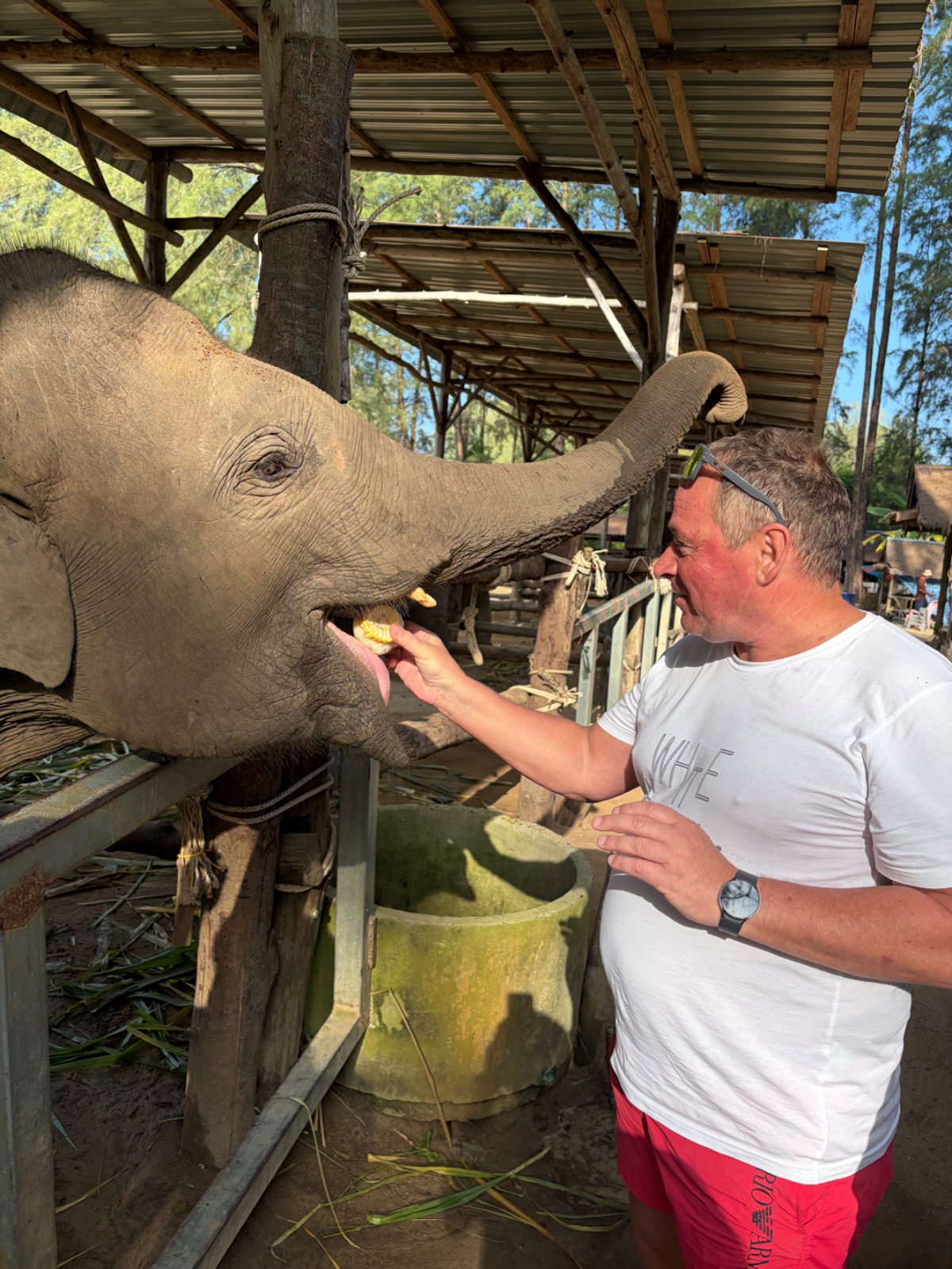 Elephant feeding