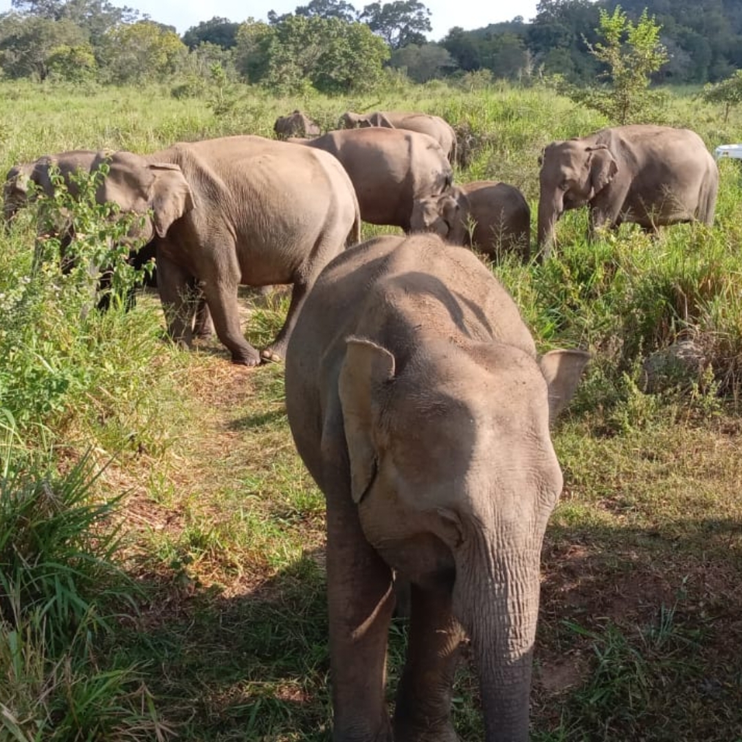 Minneriya national park