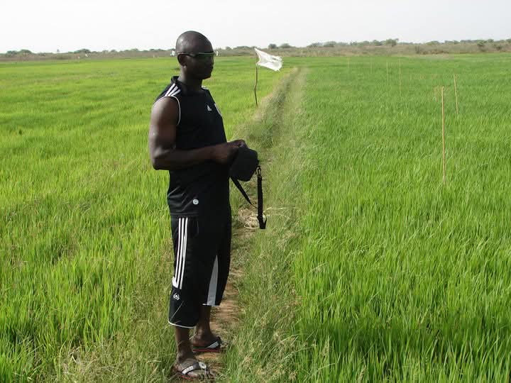Champ de riz