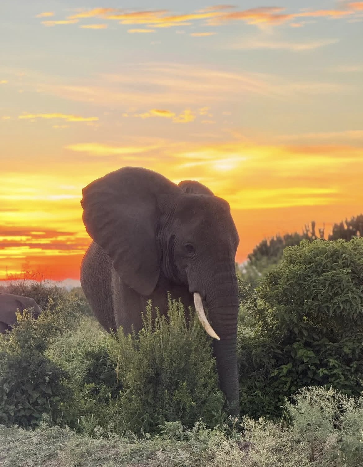 Queen Elizabeth national park