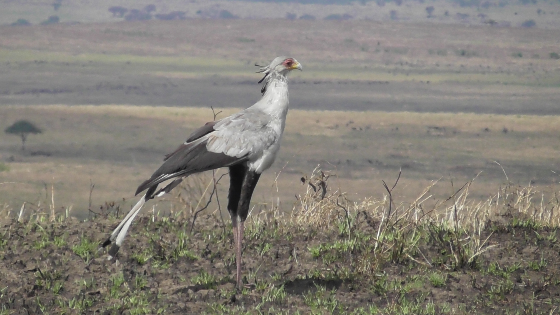 Secretary Bird